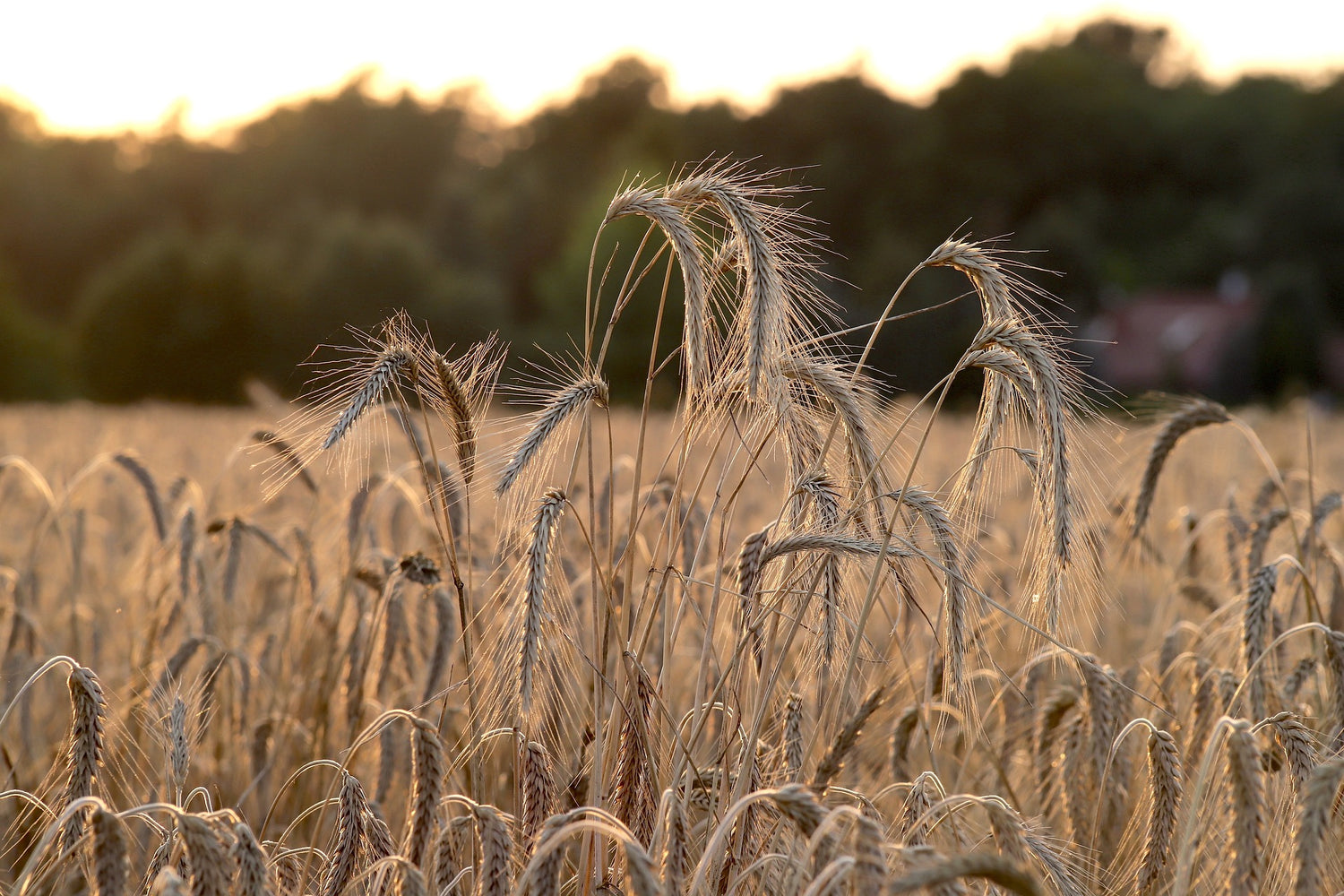 Weizenfeld in der Landschaft