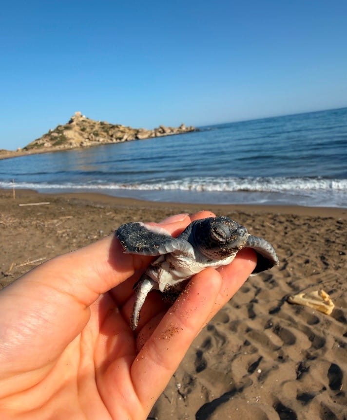 Neues von unseren Patenschafts-Schildkröten Marina Dwyn und Aurelia