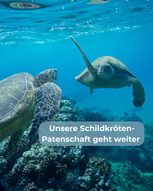Unsere Schildkröten-Patenschaft geht weiter: Marina Dwyn & Aurelia